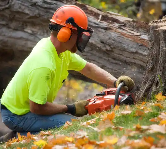 tree services Bryans Road